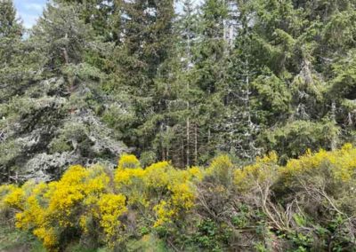 Forêt des Laubies sur le mont-Lozère