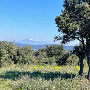 Vue du mont Ventoux du plateau calcaire vers la grotte du Taï