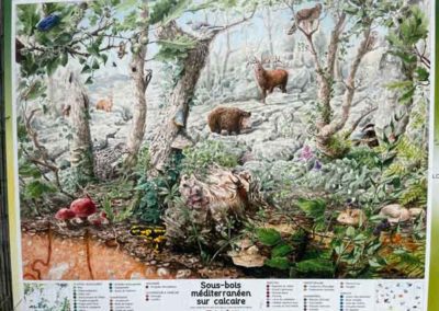 Panneau d'interprétation du sentier du karst de la Cocalière sur l'écosystème du bois de Païolive