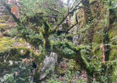 Karst superficiel de la Cocalière - Mousses et chênes entre les piliers calcaires